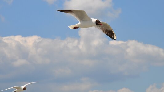 Seagull nature summer