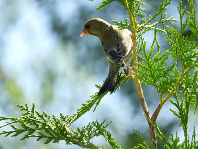 Songbird plumage animal world photo