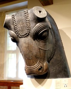 Colossal Bull Head, Iran, Persepolis, Hundred-Column Hall, Achaemenid Period, reigns of Xerxes and Artaxerxes I, 486-425 BC, restored limestone - Oriental Institute Museum, University of Chicago - DSC07935