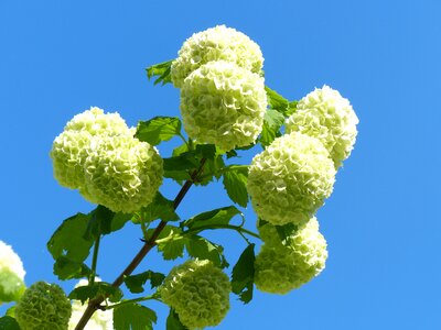 Snow ball white flowers bright
