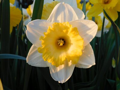 Spring springtime flower photo