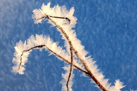 Snow cold frosty photo