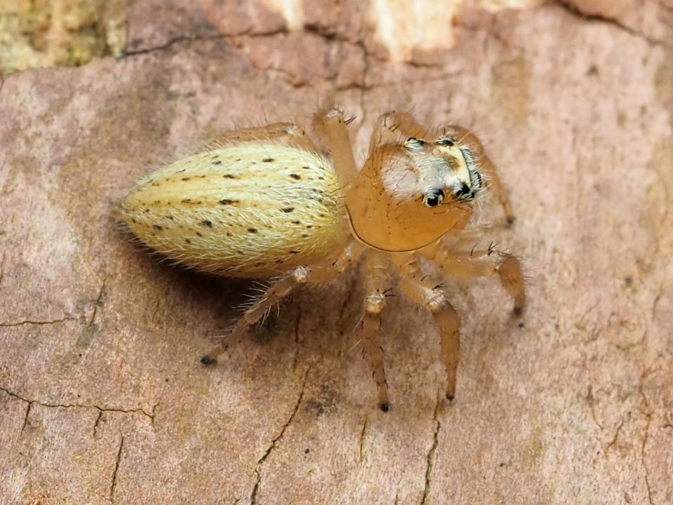 Colonus puerperus 111735957