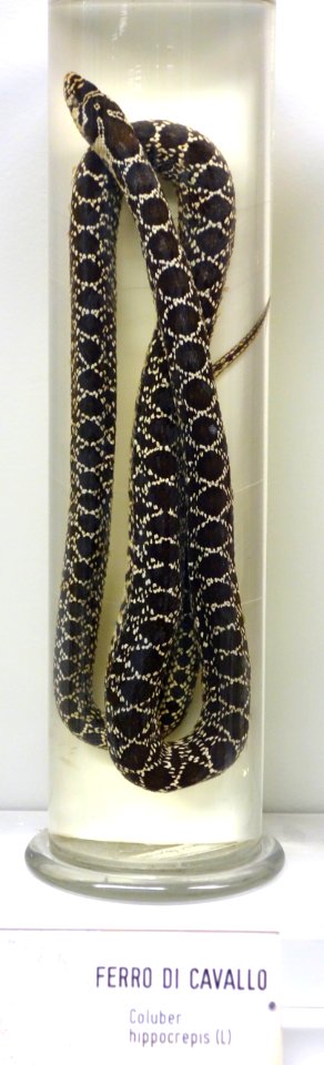 Coluber hippocrepis - Museo Civico di Storia Naturale Giacomo Doria - Genoa, Italy - DSC03185