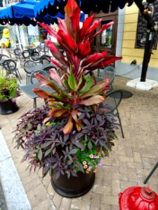 Colorful plants in an outdoor planter at National Harbor in Maryland photo