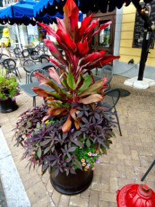 Colorful plants in an outdoor planter at National Harbor in Maryland