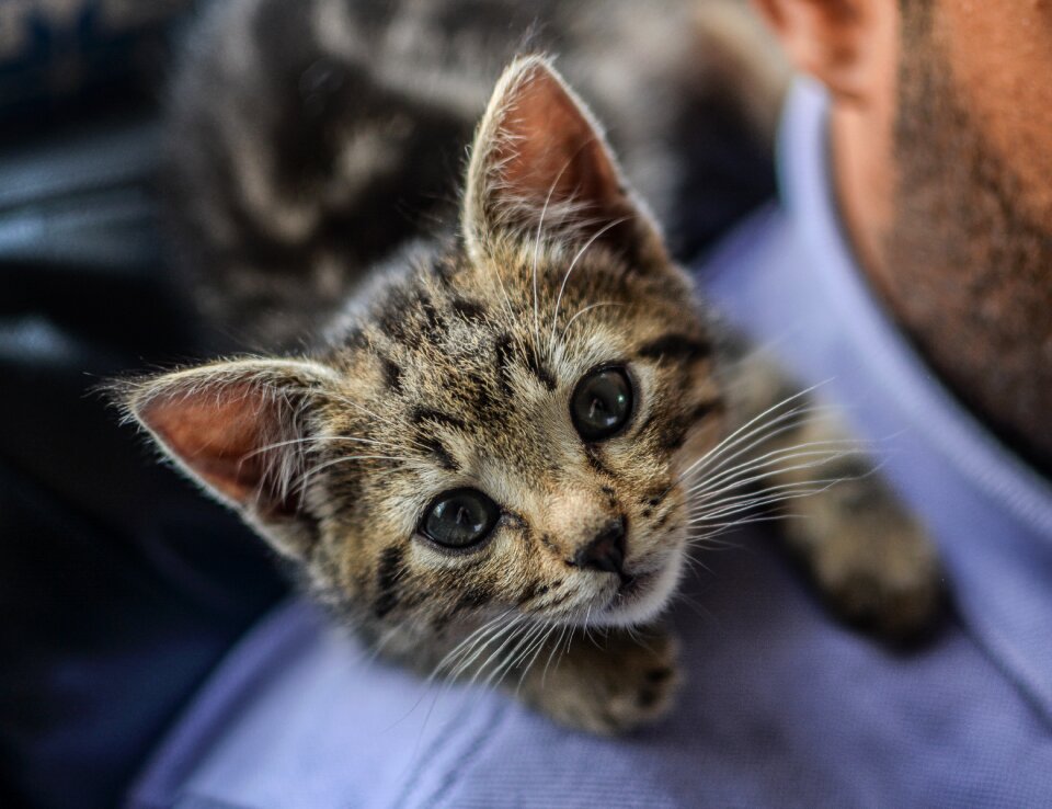 Animal kitty domestic