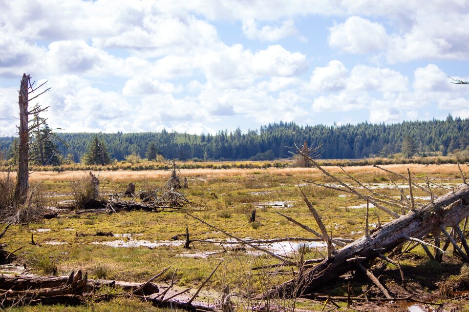 Barren dead tree landscape