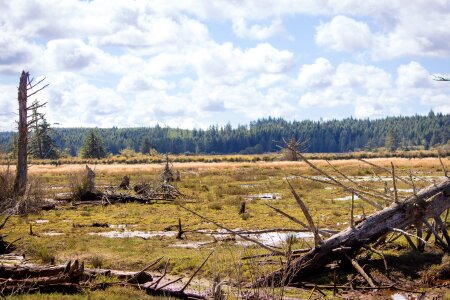 Barren dead tree landscape