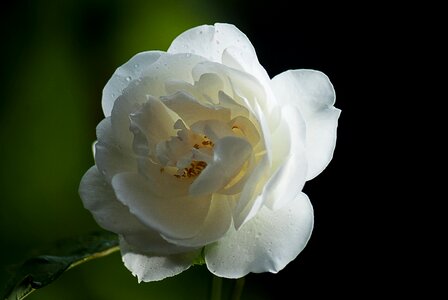 Nature flower white flowers photo