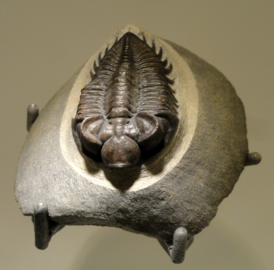 Coltraneia oufatenensis, Middle Devonian, Hamar L'Aghdad Limestone, Morocco - Houston Museum of Natural Science - DSC01505