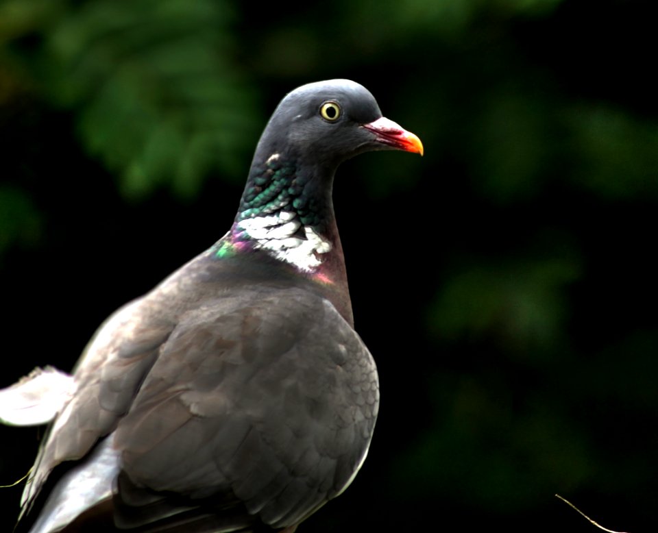 Columba palumbus - Ringeltaube