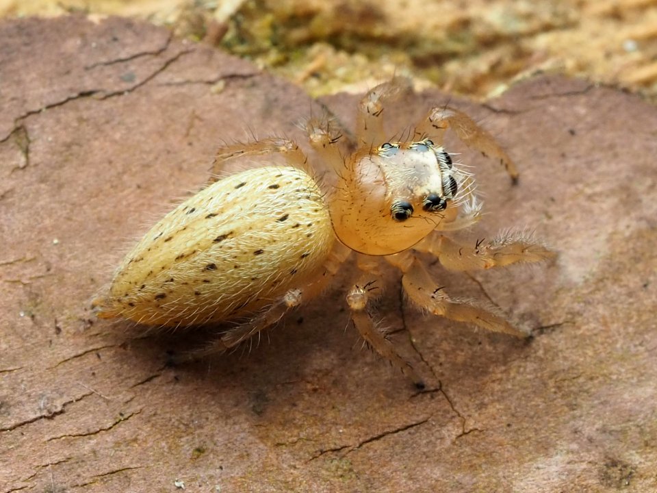 Colonus puerperus 111735968