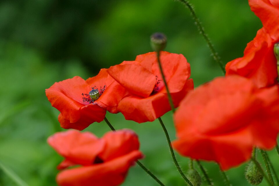 Red nature red flowers