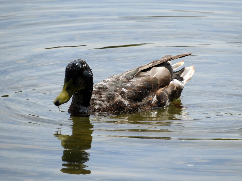 Waterfowl colorful nature