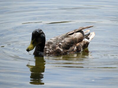 Waterfowl colorful nature photo