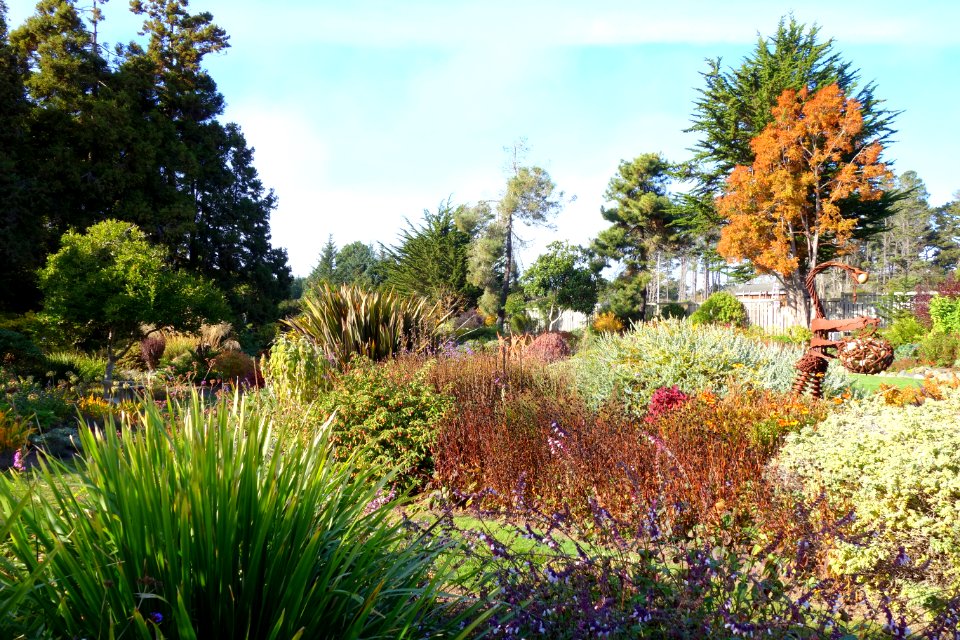 Colors - Mendocino Coast Botanical Gardens - DSC02273