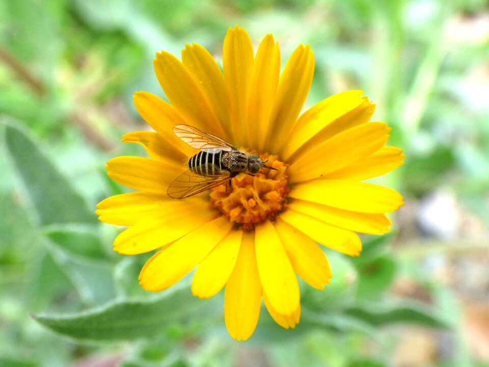 Daisy flower false wasp