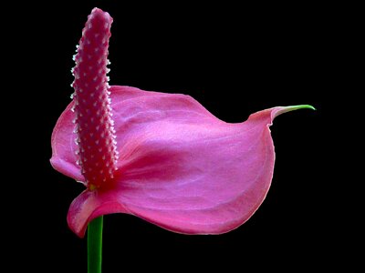 Anthurium flower large flamingoblume