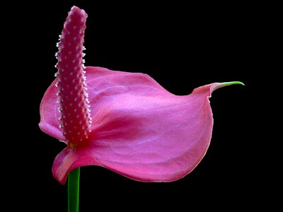 Anthurium flower large flamingoblume photo