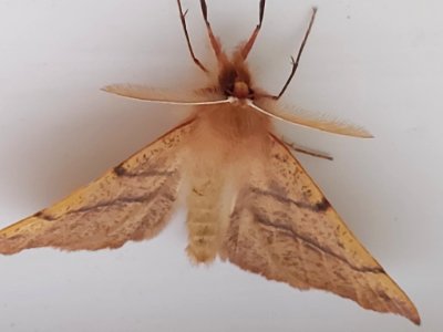 Colotois pennaria 98869091