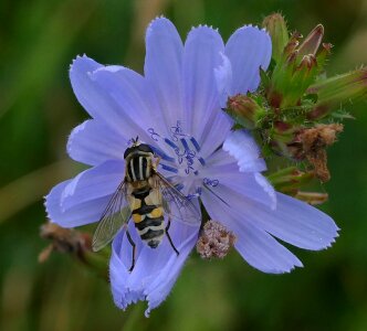 Flowers nature blue flower