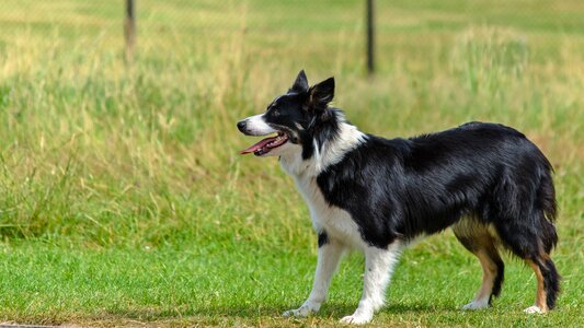Playing obedient sheepdog photo