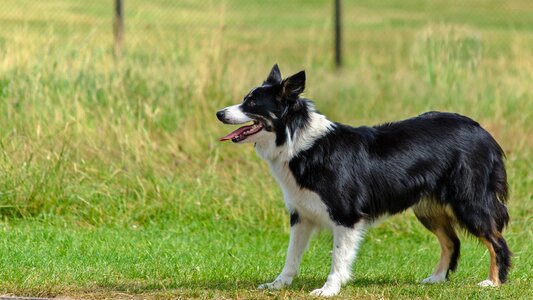 Playing obedient sheepdog