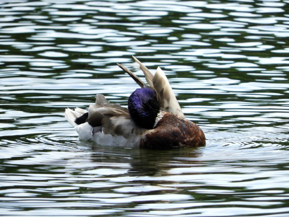 Spring care lake feather