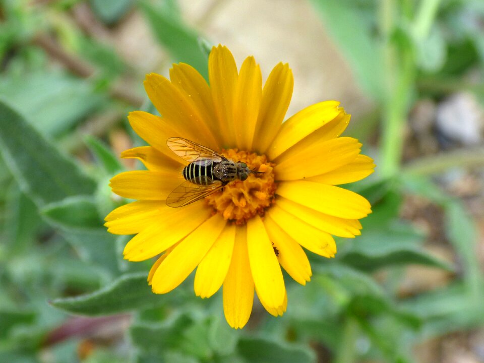 Daisy flower false wasp