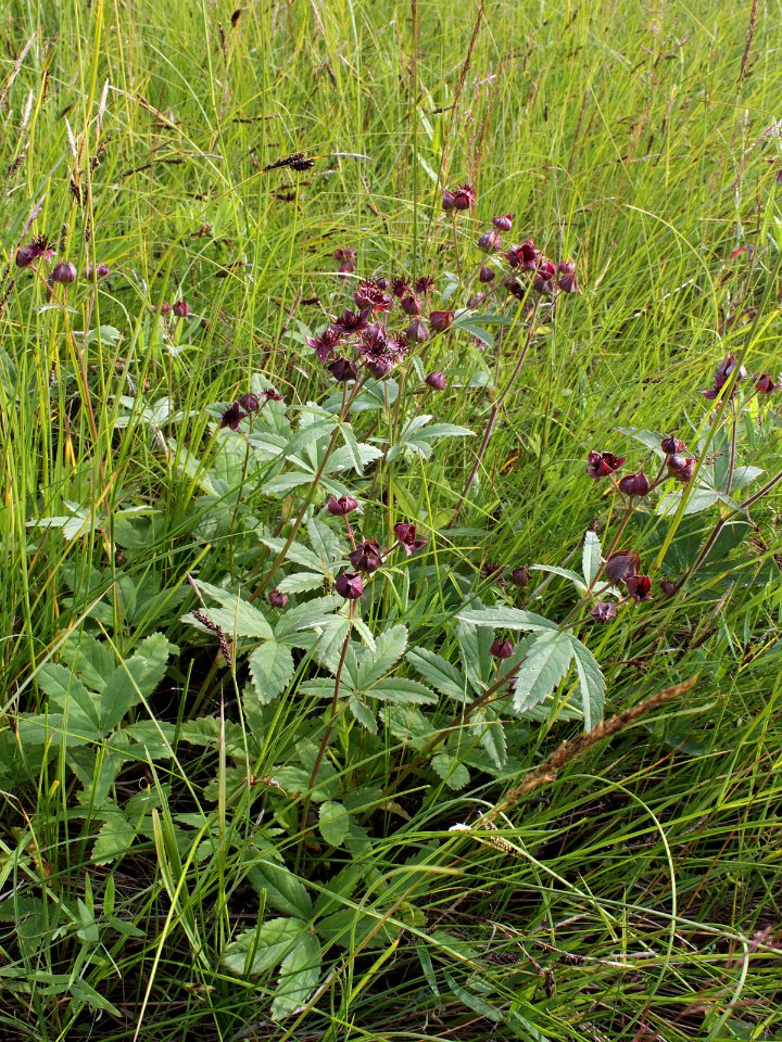 Comarum palustre Simo, Finland 14.07.2013