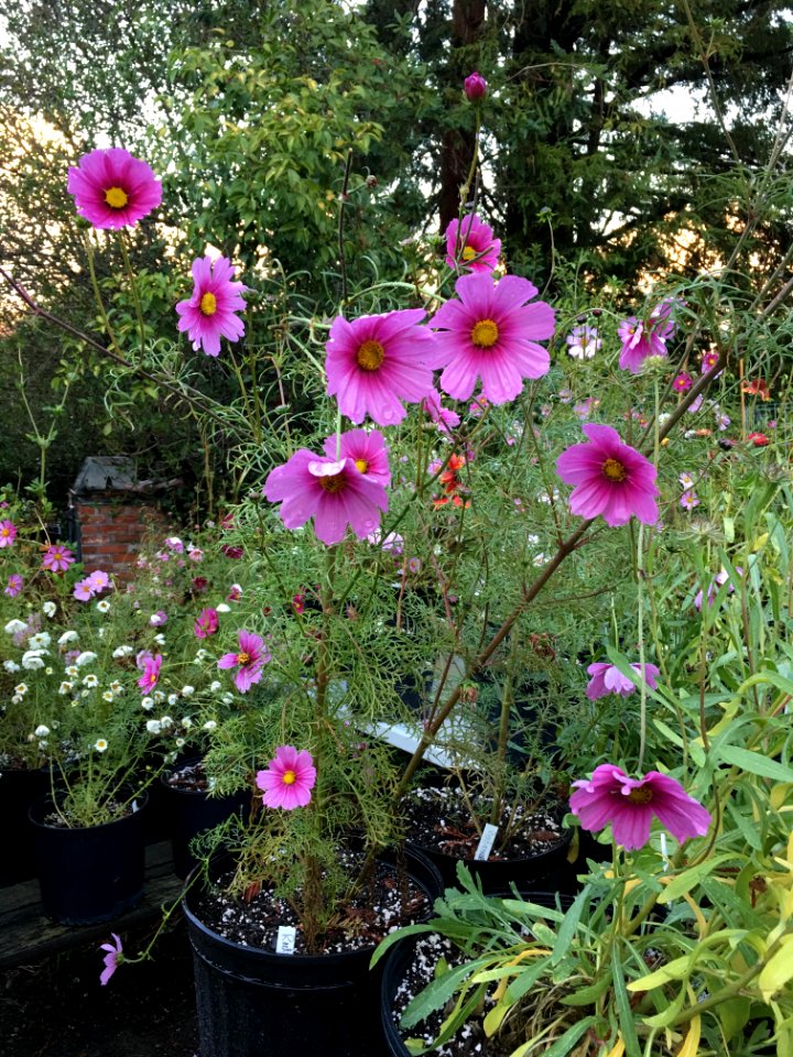 Cosmos bipinnatus IMG 7349