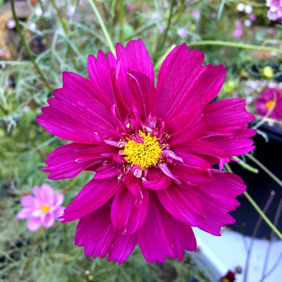 Cosmos bipinnatus double cultivar IMG 6135