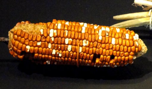 Corn cob, 900-1275 AD, San Juan Anasazi, Sheep Horn Alcove, Utah - Natural History Museum of Utah - DSC07353
