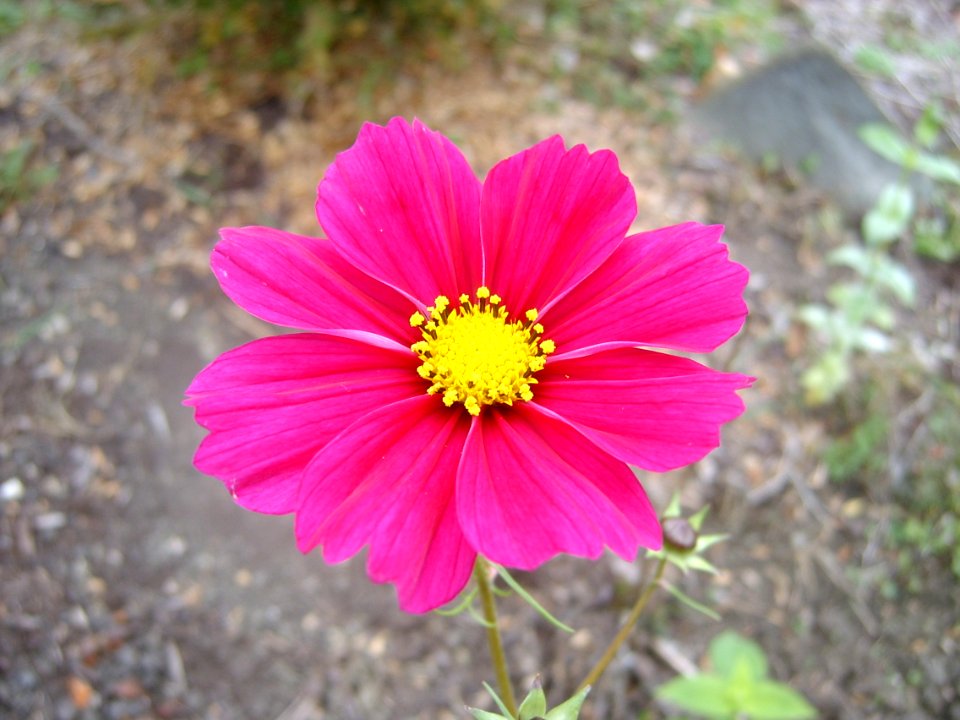 Cosmos bipinnatus, 2020-10-27, Beechview