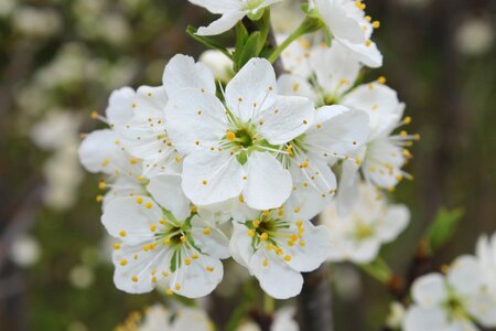 Plum floral nature photo