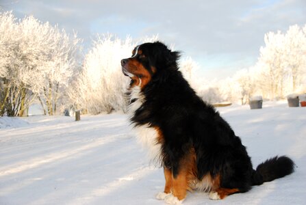 Nature bernese mountain dog dog photo