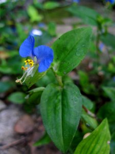 Commelina communis, 2020-09-30, Beechview, 02