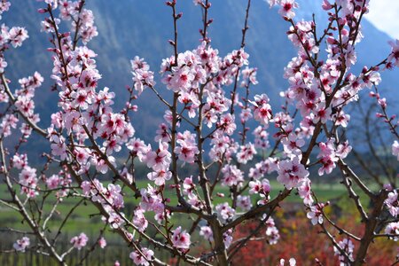 Flowers flower spring awakening