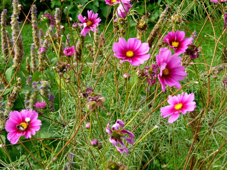 Cosmos bipinnatus (6)
