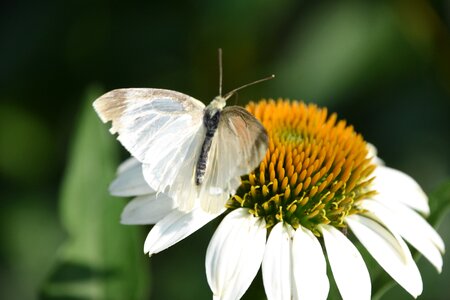 Pistil the micro summer