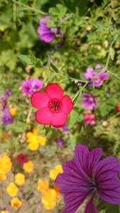 Colorful summer flower meadow photo