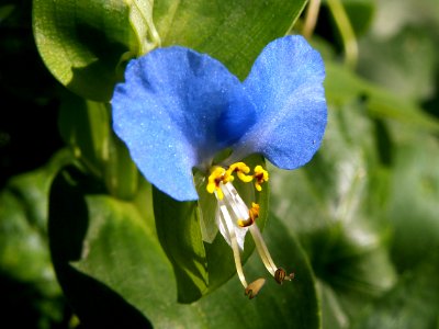 Commelina communis 2019-07-27 Beechview 02