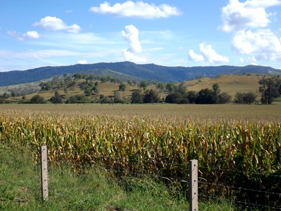 Corn crop at Running Creek, Queensland