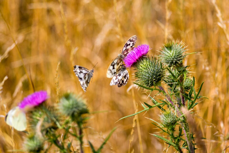 Butterfly insect white