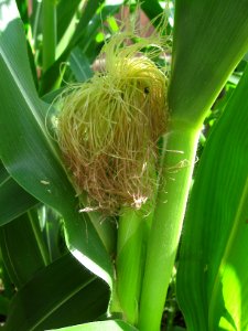 Corn Silk, 2020-08-03, Beechview, 01
