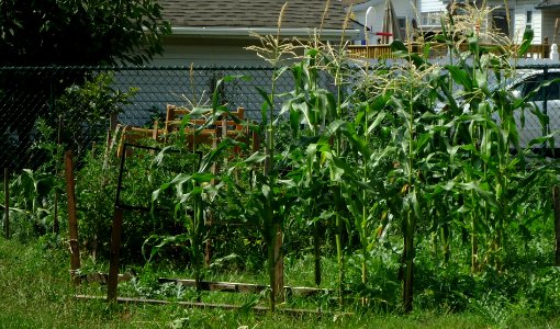 Corn growing in a backyard garden in New Jersey