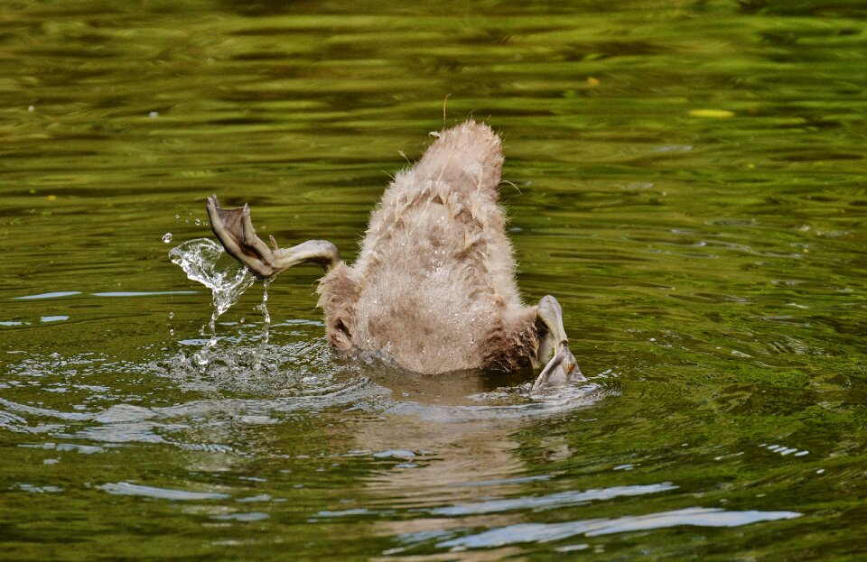 Animal world water bird