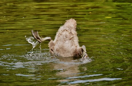 Animal world water bird