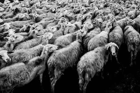 Herd lamb livestock photo